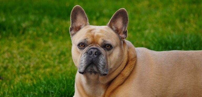 dog, french bulldog, canine-7869538.jpg