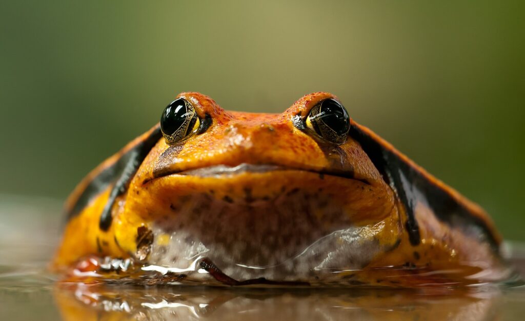 tomato frog, amphibian, animal-208591.jpg