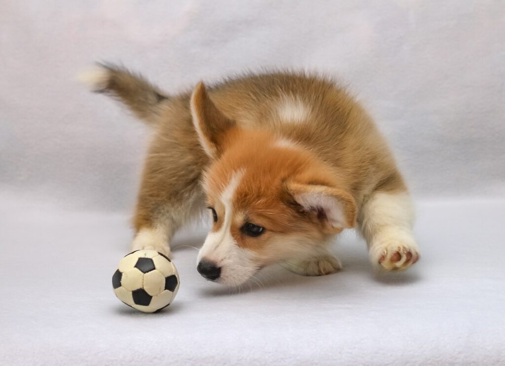 welsh corgi pembroke, sight, corgi-4264957.jpg