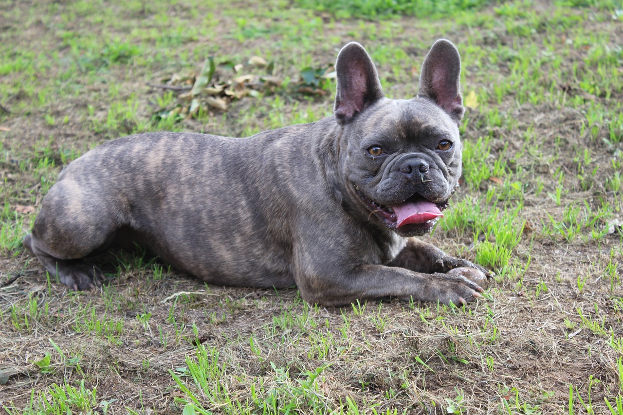 bulldog, dog, french bulldog-3667825.jpg