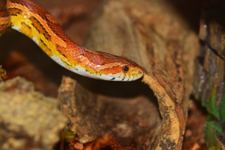 corn snake, line, skin-1289133.jpg