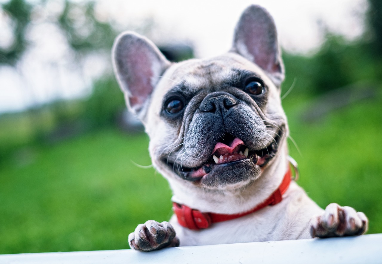 french bulldog, summer, smile-1482630.jpg