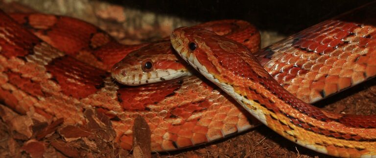 corn snake, line, pantherophis guttatus-588654.jpg