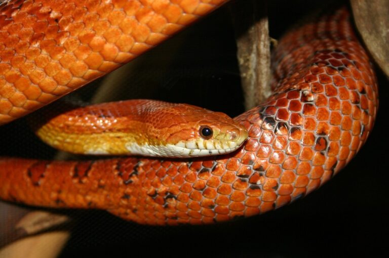 orange, corn, snake-2945459.jpg